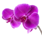 stickers-purple-orchid