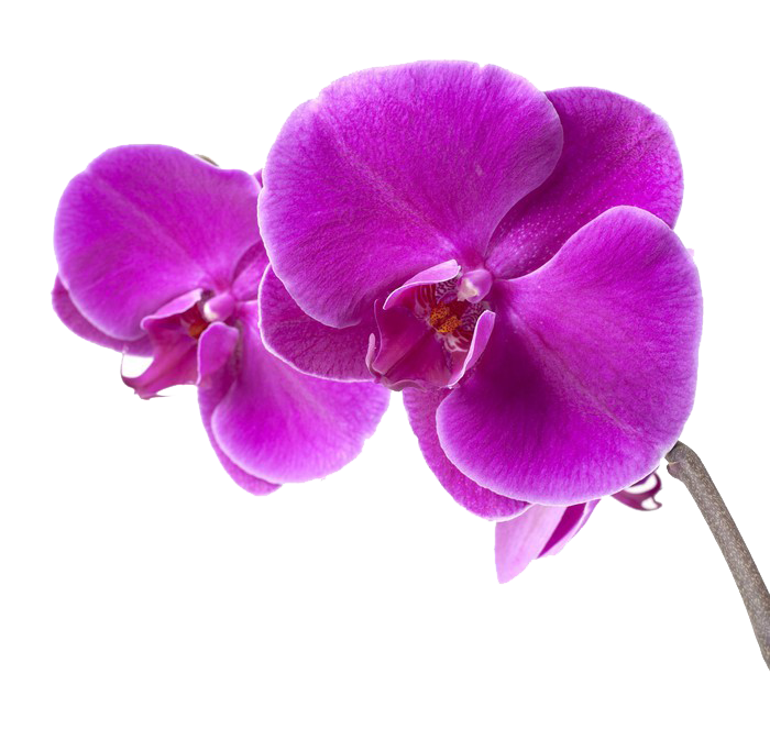 stickers-purple-orchid