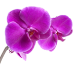 stickers-purple-orchid copy left stickers-purple-orchid copy left